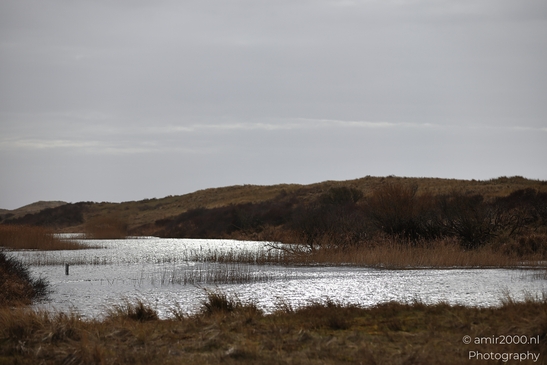 A tranquil winter landscape in the Amsterdamse Waterleidingduinen, showcasing dried reeds and - image from year 2026 #018