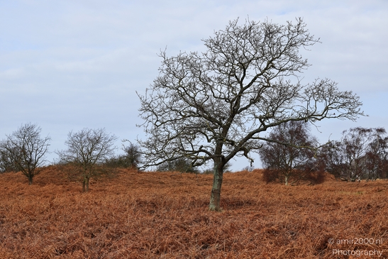 Winter_Scenery_With_Leafless_Trees_In_Amsterdamse_Waterleidingduinen_Noord_Holland_Netherlands_Nature_Photography_Canon_EOS_R5_Mark_II_2026_001.JPG