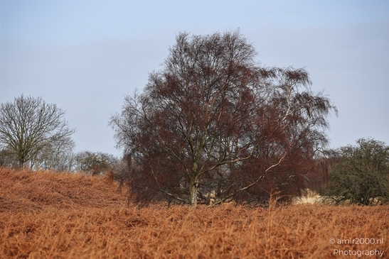 Winter_Scenery_With_Leafless_Trees_In_Amsterdamse_Waterleidingduinen_Noord_Holland_Netherlands_Nature_Photography_Canon_EOS_R5_Mark_II_2026_002.JPG