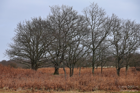 Winter_Scenery_With_Leafless_Trees_In_Amsterdamse_Waterleidingduinen_Noord_Holland_Netherlands_Nature_Photography_Canon_EOS_R5_Mark_II_2026_003.JPG