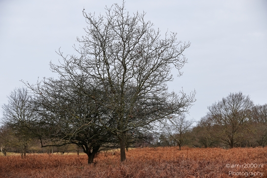 Winter_Scenery_With_Leafless_Trees_In_Amsterdamse_Waterleidingduinen_Noord_Holland_Netherlands_Nature_Photography_Canon_EOS_R5_Mark_II_2026_004.JPG