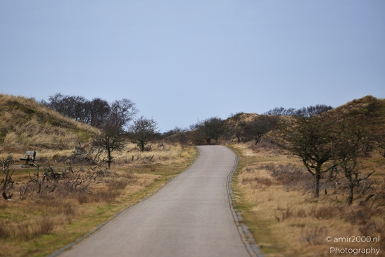 Winter_Scenery_With_Leafless_Trees_In_Amsterdamse_Waterleidingduinen_Noord_Holland_Netherlands_Nature_Photography_Canon_EOS_R5_Mark_II_2026_005.JPG