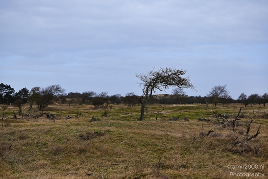 Winter_Scenery_With_Leafless_Trees_In_Amsterdamse_Waterleidingduinen_Noord_Holland_Netherlands_Nature_Photography_Canon_EOS_R5_Mark_II_2026_006.JPG