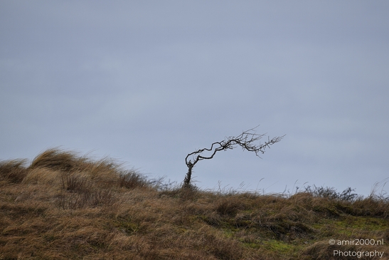Winter_Scenery_With_Leafless_Trees_In_Amsterdamse_Waterleidingduinen_Noord_Holland_Netherlands_Nature_Photography_Canon_EOS_R5_Mark_II_2026_007.JPG
