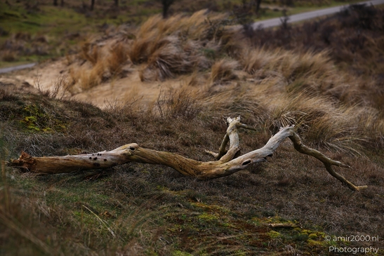 Winter_Scenery_With_Leafless_Trees_In_Amsterdamse_Waterleidingduinen_Noord_Holland_Netherlands_Nature_Photography_Canon_EOS_R5_Mark_II_2026_008.JPG