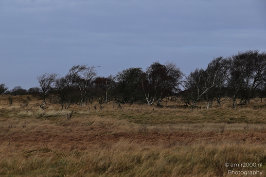 Winter_Scenery_With_Leafless_Trees_In_Amsterdamse_Waterleidingduinen_Noord_Holland_Netherlands_Nature_Photography_Canon_EOS_R5_Mark_II_2026_009.JPG