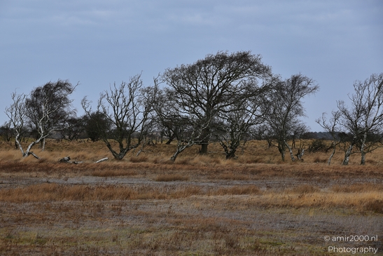 Winter_Scenery_With_Leafless_Trees_In_Amsterdamse_Waterleidingduinen_Noord_Holland_Netherlands_Nature_Photography_Canon_EOS_R5_Mark_II_2026_010.JPG