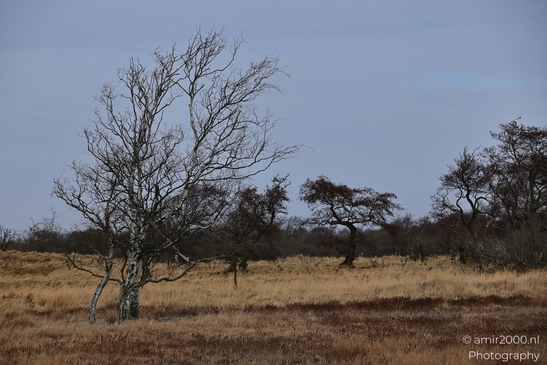 Winter_Scenery_With_Leafless_Trees_In_Amsterdamse_Waterleidingduinen_Noord_Holland_Netherlands_Nature_Photography_Canon_EOS_R5_Mark_II_2026_011.JPG