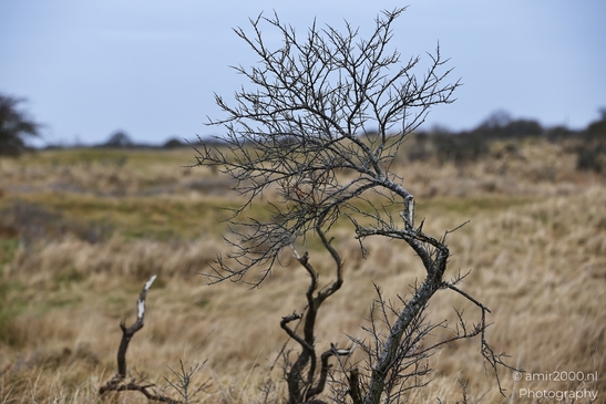 Winter_Scenery_With_Leafless_Trees_In_Amsterdamse_Waterleidingduinen_Noord_Holland_Netherlands_Nature_Photography_Canon_EOS_R5_Mark_II_2026_012.JPG