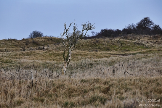 Winter_Scenery_With_Leafless_Trees_In_Amsterdamse_Waterleidingduinen_Noord_Holland_Netherlands_Nature_Photography_Canon_EOS_R5_Mark_II_2026_013.JPG