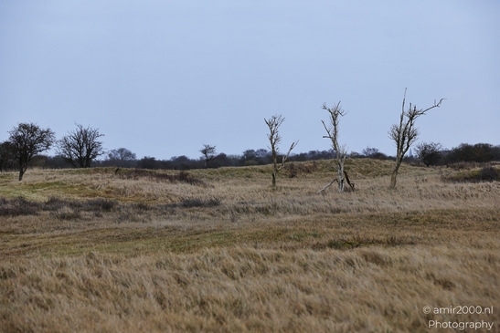 Winter_Scenery_With_Leafless_Trees_In_Amsterdamse_Waterleidingduinen_Noord_Holland_Netherlands_Nature_Photography_Canon_EOS_R5_Mark_II_2026_014.JPG