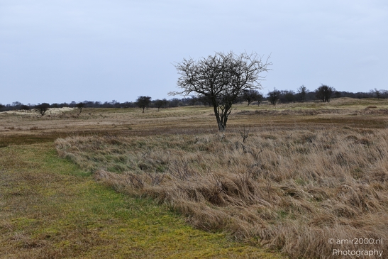 Winter_Scenery_With_Leafless_Trees_In_Amsterdamse_Waterleidingduinen_Noord_Holland_Netherlands_Nature_Photography_Canon_EOS_R5_Mark_II_2026_016.JPG