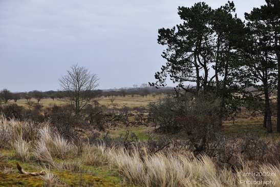 Winter_Scenery_With_Leafless_Trees_In_Amsterdamse_Waterleidingduinen_Noord_Holland_Netherlands_Nature_Photography_Canon_EOS_R5_Mark_II_2026_018.JPG