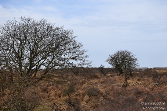 Winter_Scenery_With_Leafless_Trees_In_Amsterdamse_Waterleidingduinen_Noord_Holland_Netherlands_Nature_Photography_Canon_EOS_R5_Mark_II_2026_021.JPG