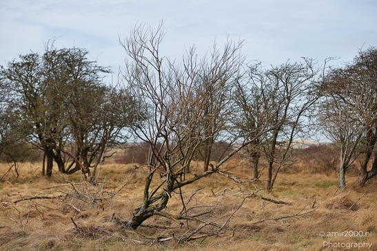 Winter_Scenery_With_Leafless_Trees_In_Amsterdamse_Waterleidingduinen_Noord_Holland_Netherlands_Nature_Photography_Canon_EOS_R5_Mark_II_2026_022.JPG