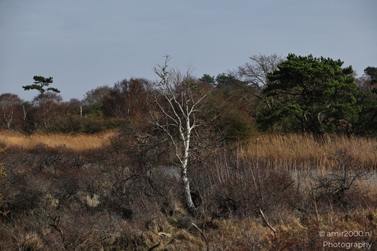 Winter_Scenery_With_Leafless_Trees_In_Amsterdamse_Waterleidingduinen_Noord_Holland_Netherlands_Nature_Photography_Canon_EOS_R5_Mark_II_2026_023.JPG