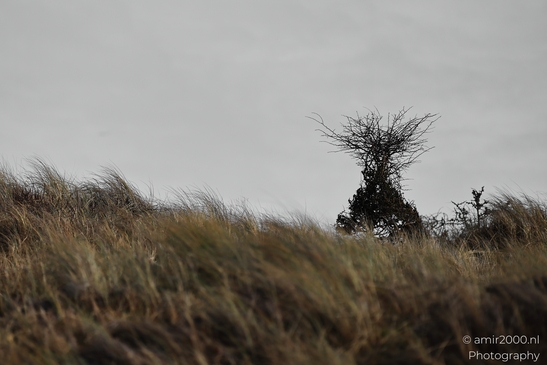 Winter_Scenery_With_Leafless_Trees_In_Amsterdamse_Waterleidingduinen_Noord_Holland_Netherlands_Nature_Photography_Canon_EOS_R5_Mark_II_2026_025.JPG