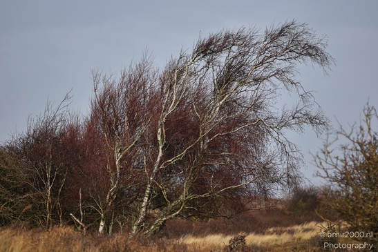 Winter_Scenery_With_Leafless_Trees_In_Amsterdamse_Waterleidingduinen_Noord_Holland_Netherlands_Nature_Photography_Canon_EOS_R5_Mark_II_2026_026.JPG