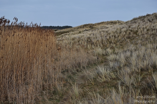 Winter_Scenery_With_Leafless_Trees_In_Amsterdamse_Waterleidingduinen_Noord_Holland_Netherlands_Nature_Photography_Canon_EOS_R5_Mark_II_2026_027.JPG