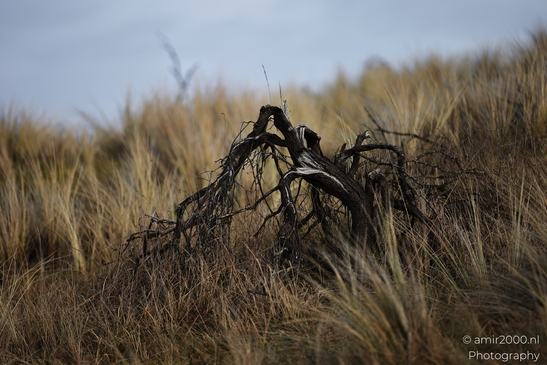 Winter_Scenery_With_Leafless_Trees_In_Amsterdamse_Waterleidingduinen_Noord_Holland_Netherlands_Nature_Photography_Canon_EOS_R5_Mark_II_2026_028.JPG