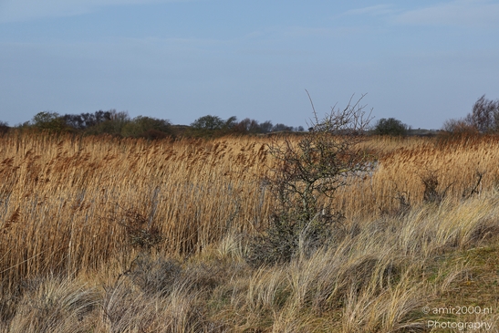 Winter_Scenery_With_Leafless_Trees_In_Amsterdamse_Waterleidingduinen_Noord_Holland_Netherlands_Nature_Photography_Canon_EOS_R5_Mark_II_2026_029.JPG