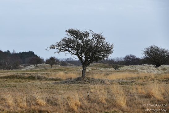 Winter_Scenery_With_Leafless_Trees_In_Amsterdamse_Waterleidingduinen_Noord_Holland_Netherlands_Nature_Photography_Canon_EOS_R5_Mark_II_2026_030.JPG