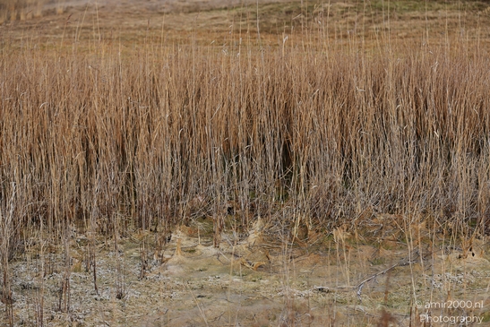 Winter_Scenery_With_Leafless_Trees_In_Amsterdamse_Waterleidingduinen_Noord_Holland_Netherlands_Nature_Photography_Canon_EOS_R5_Mark_II_2026_031.JPG