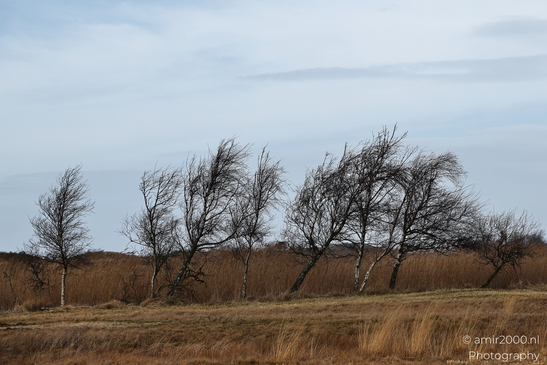 Against reed and grass patterns across flat ground, a winter leafless tree landscape extends - image from year 2026 #032