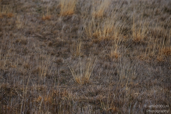With reed and grass patterns across flat ground in view, a winter leafless tree landscape - image from year 2026 #033