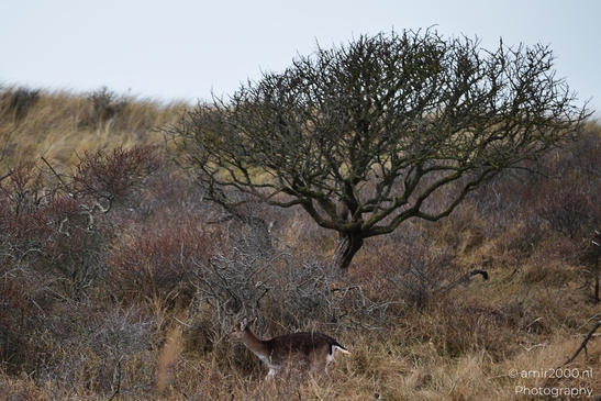 A deer walks through a winter landscape with leafless trees and dune grass in Noord Holland, - image from year 2026 #036