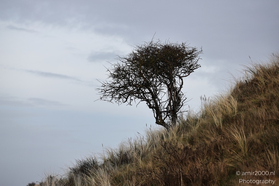 Across Noord Holland Netherlands, a winter leafless tree landscape shows leafless vegetation and - image from year 2026 #037