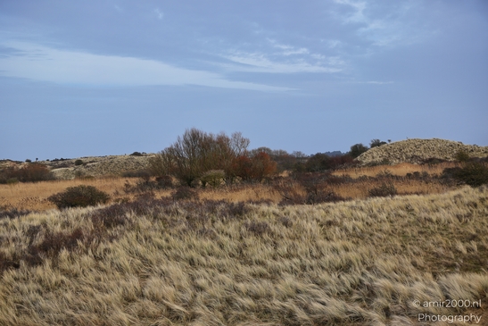 A winter leafless tree landscape stretches over lowland grass under winter light against dune - image from year 2026 #038