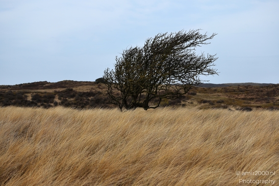 In Noord Holland Netherlands, a winter leafless tree landscape reveals muted winter tones across - image from year 2026 #039