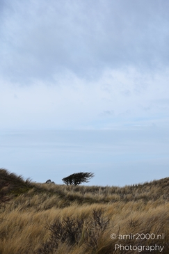 Against leafless shrubs and open grassland, a winter leafless tree landscape shows dry winter - image from year 2026 #040