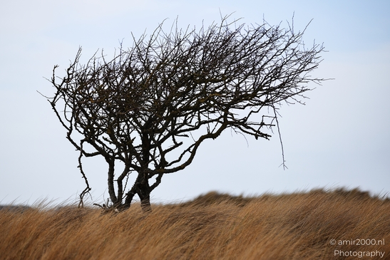 Across Noord Holland Netherlands, a winter leafless tree landscape shows leafless vegetation and - image from year 2026 #041