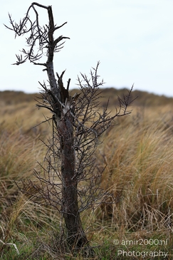 From Noord Holland Netherlands, a winter leafless tree landscape stretches over lowland grass - image from year 2026 #042