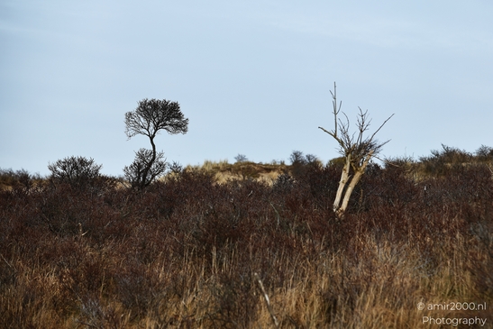 Against lowland vegetation and a wide sky, a winter leafless tree landscape spreads across flat - image from year 2026 #043