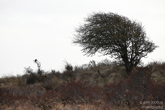 A winter leafless tree landscape spreads across flat winter against lowland vegetation and a - image from year 2026 #044