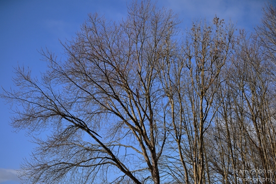 Leafless trees with bare branches reaching towards open sky at Spaarnwoude Park. image from year 2026 #4