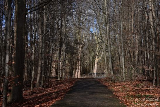 A path and bridge in middle of the trees in Spaarnwoude Park, Halfweg Netherlands. image from year 2026 #5
