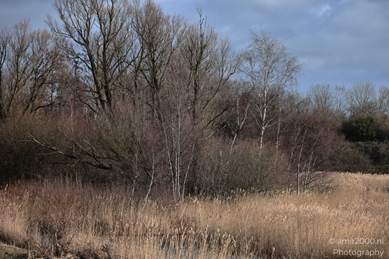 Wintery landscape in Spaarnwoude Park, Halfweg Netherlands. image from year 2026 #7