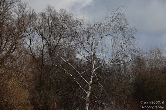 Bare trees in Spaarnwoude Park, Halfweg Netherlands. image from year 2026 #8