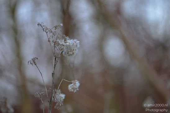 Frosted plant stem with fluffy seed heads in snowy landscape. image from year 2026 #9
