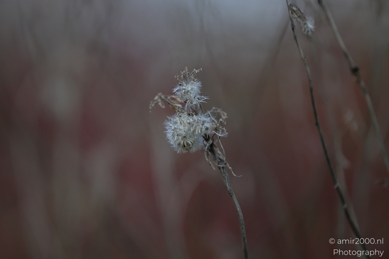 Closeup on dead plant in Spaarnwoude Park, Halfweg Netherlands. image from year 2026 #10