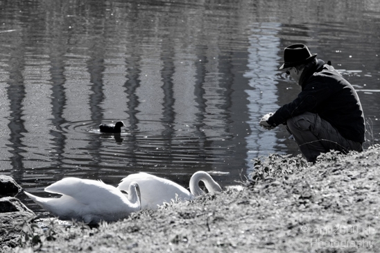 A_man_sitts_and_feeds_the_swans_Amsterdam_Netherlands_Canon_EOS_7D.JPG