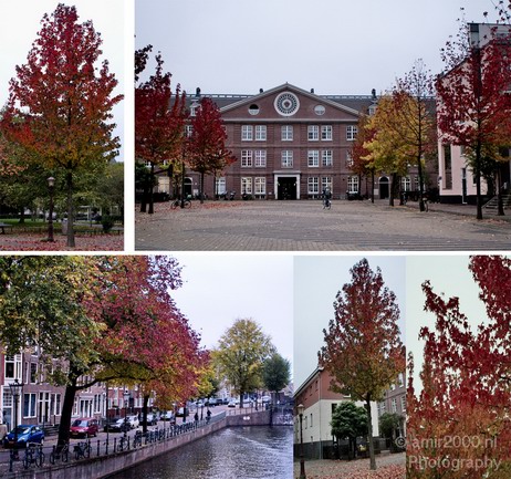 Amsterda_Fall_colors_Lights_Amsterdam_Netherlands_Cityscape_Photography_002_Canon_EOS_7D.JPG