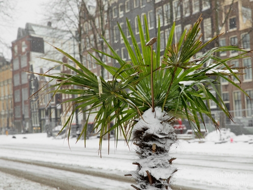 Amsterdam_under_snow_storm_winter_scenery_city_street_urban_Netherlands_Cityscape_Photography_055_Canon_EOS_5D_Mark_IV.JPG