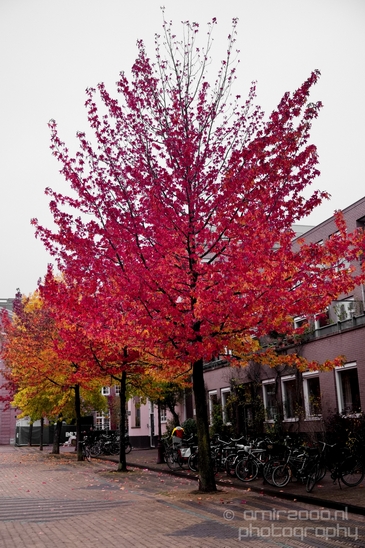 Autumn_Amsterdam_city_street_urban_Netherlands_Cityscape_Photography_005_Canon_EOS_5D_Mark_IV.JPG