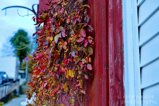 Bergen_the_capital_of_Fjord_Norway_City_urban_street_Cityscape_Photography_105_Canon_EOS_5D_Mark_IV.JPG