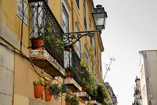 Lisbon_Lisboa_Portugal_City_urban_street_Cityscape_Photography_124_Canon_EOS_5D_Mark_IV.JPG